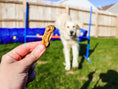 Load image into Gallery viewer, Green Lipped Mussels small animal treat by Naked Beasts; held in hand with a dog in the background.
