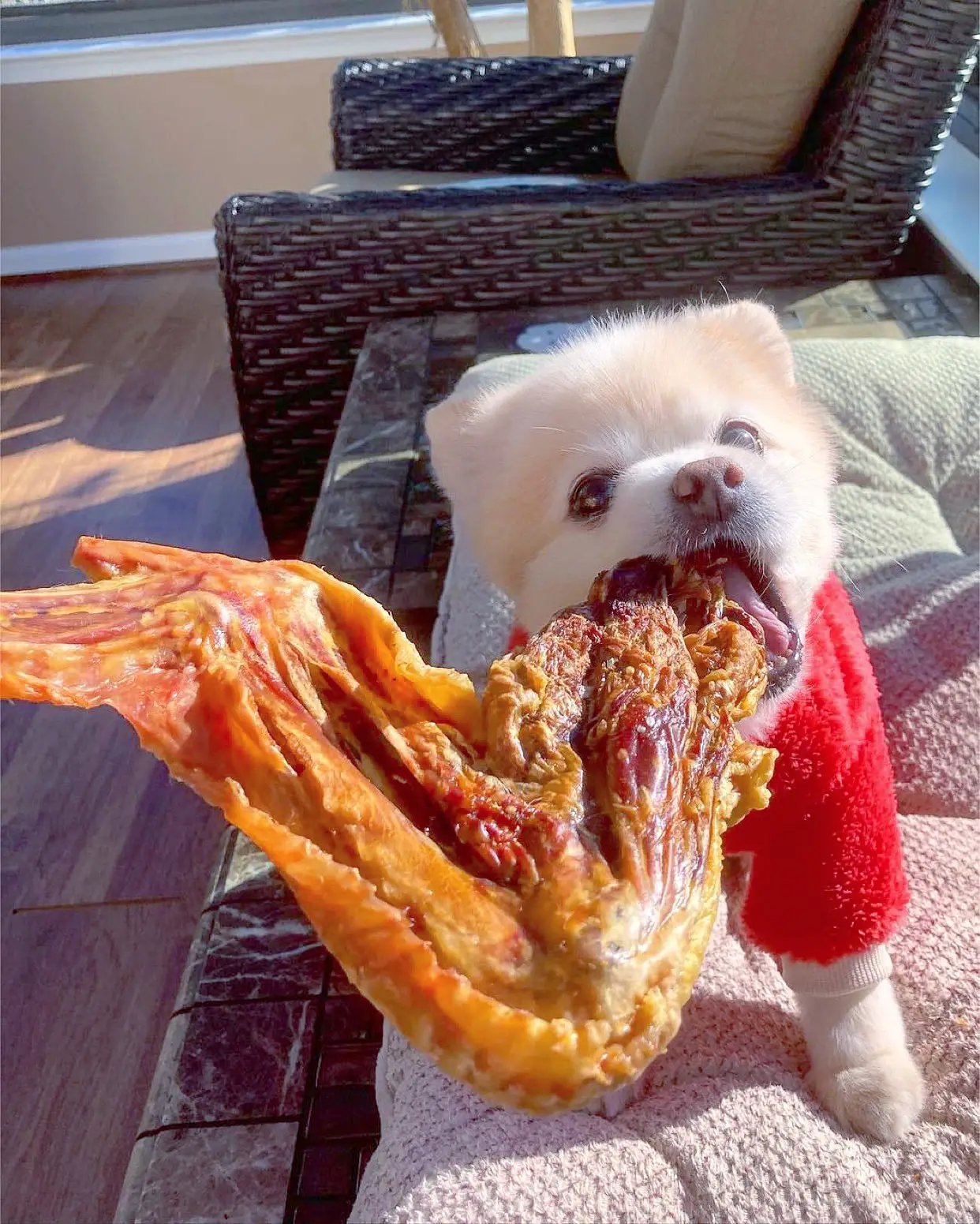Turkey Wing by Naked Beasts; small white dog in a red sweater chewing the wing.