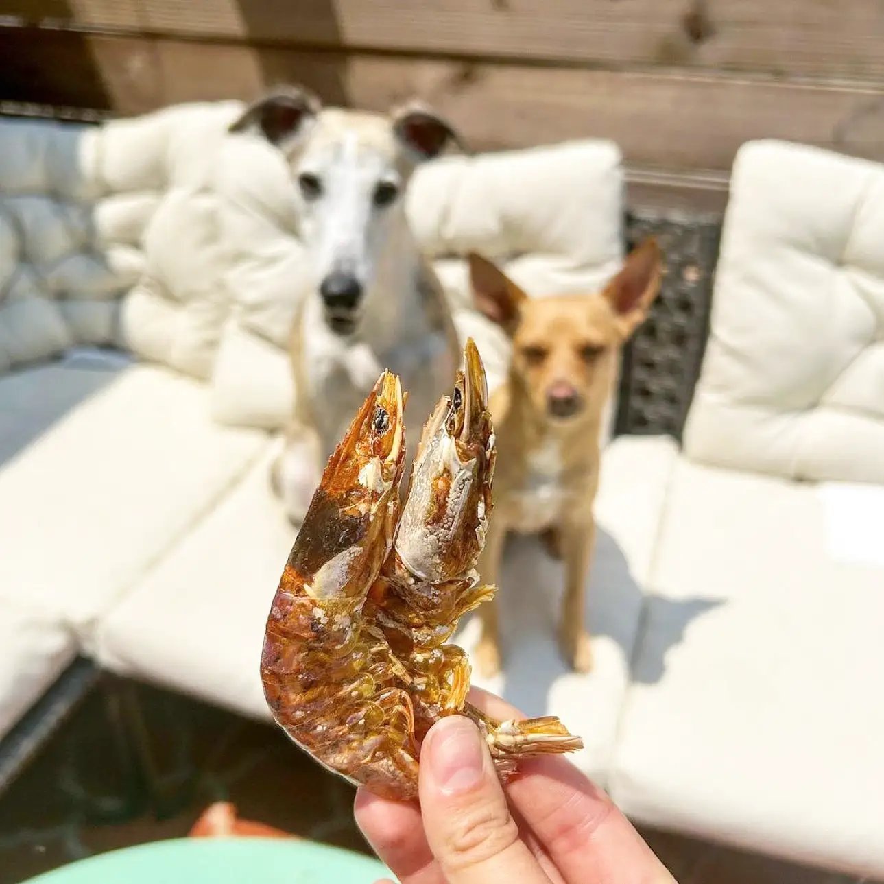 Shrimp by Naked Beasts, dried brown shrimp snack held up in foreground with two dogs on a white couch in background