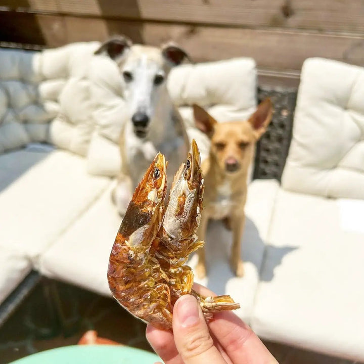 Shrimp by Naked Beasts, dried brown shrimp snack held up in foreground with two dogs on a white couch in background