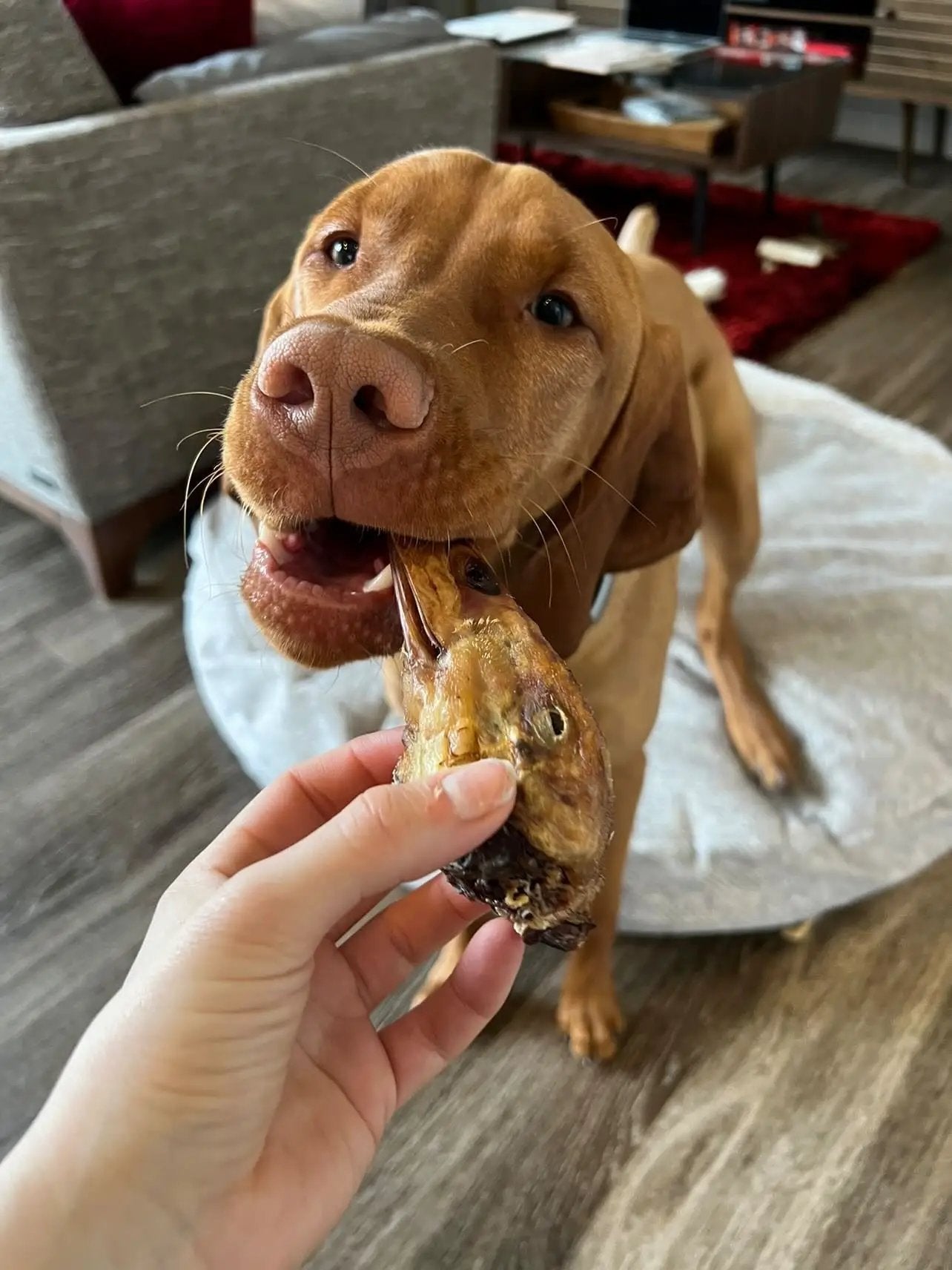 Duck Heads ABF dog treat by Naked Beasts; close-up of a brown dog with a duck head chew.