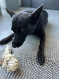 Load image into Gallery viewer, Lamb Ears (Furry & Non Fur) dog chew; black dog chewing on a lamb ear on a woven mat
