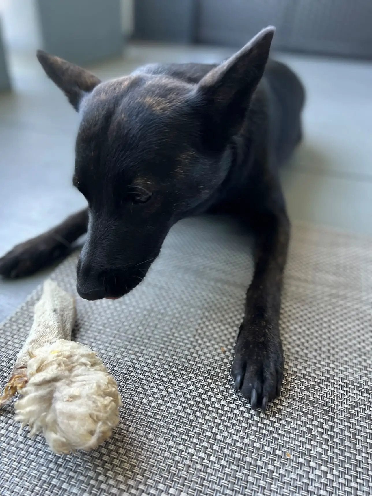 Lamb Ears (Furry & Non Fur) dog chew; black dog chewing on a lamb ear on a woven mat