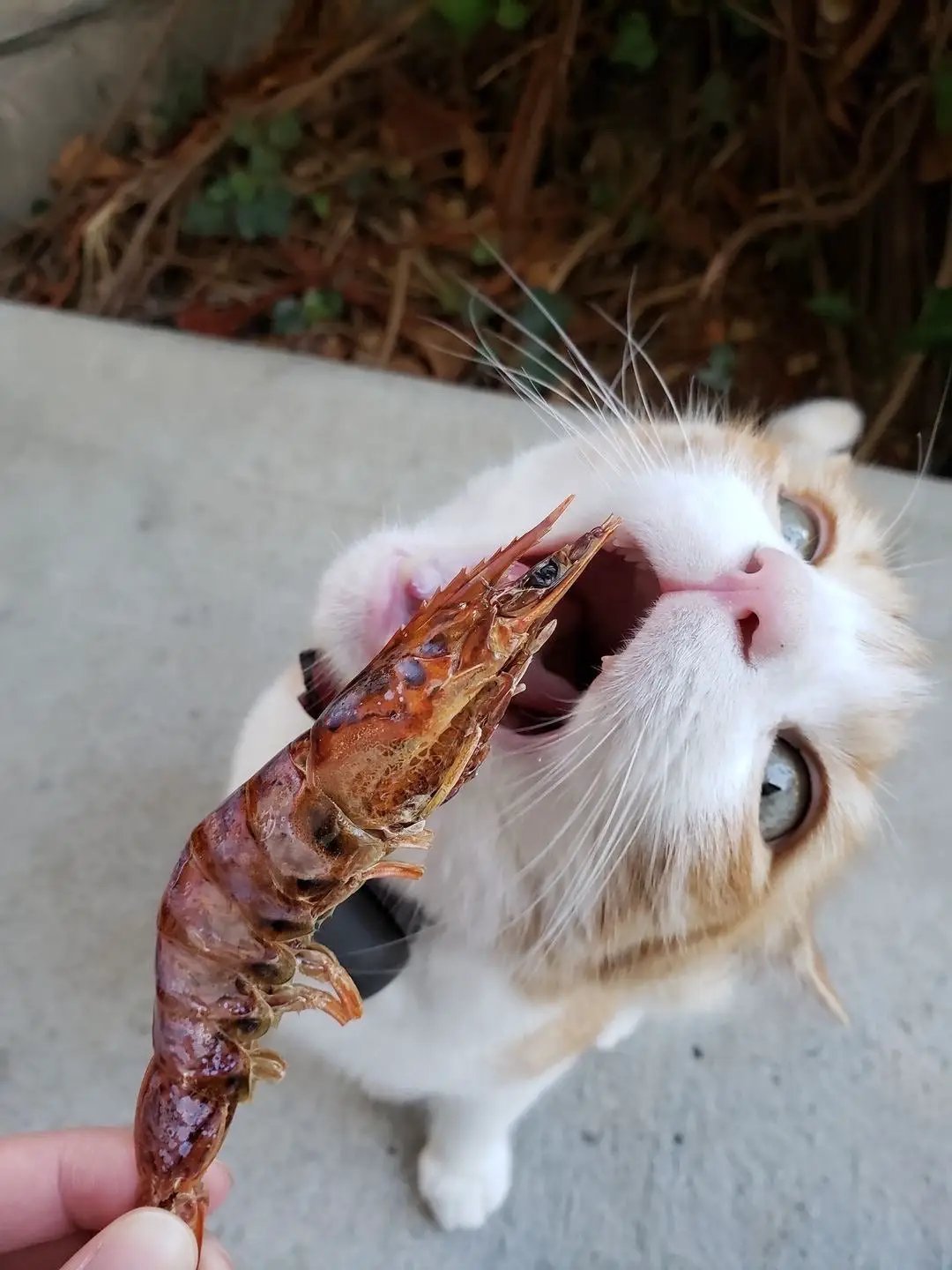 Shrimp by Naked Beasts; brown-orange shell held up to a curious cat with an open mouth.