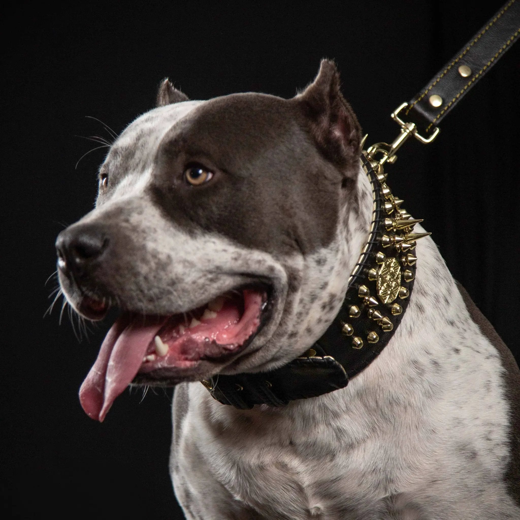 Imperium Bully Collection Hand Stitched Leather Show Collar 8 cm by Bestia Dog Gear