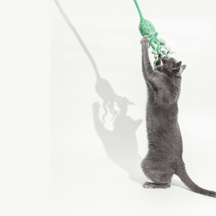 Ink Floyd wool octopus cat toy; gray cat reaching for bright green octopus on a string.