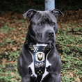 Carica l'immagine nel visualizzatore della galleria, Bestia Dog Gear Iron Dog Harness Heavy Duty European Genuine Leather by Bestia Dog Gear

