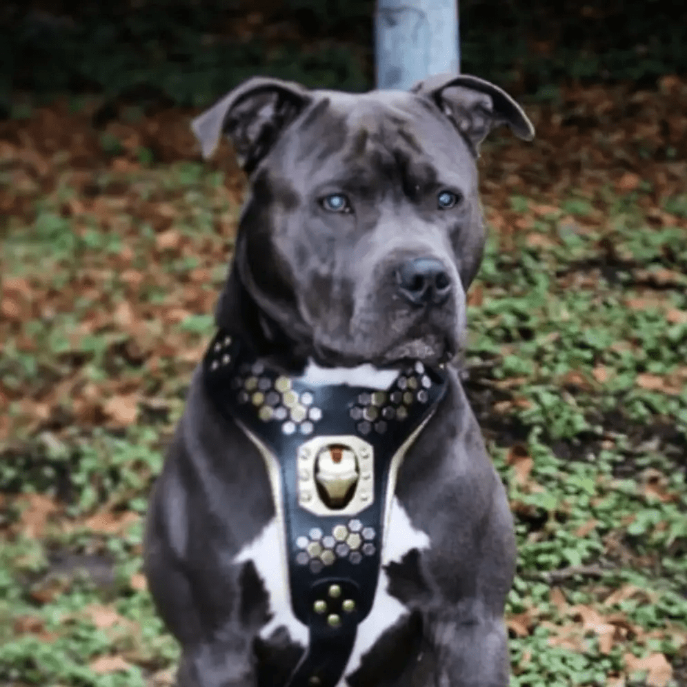 Bestia Dog Gear Iron Dog Harness Heavy Duty European Genuine Leather by Bestia Dog Gear