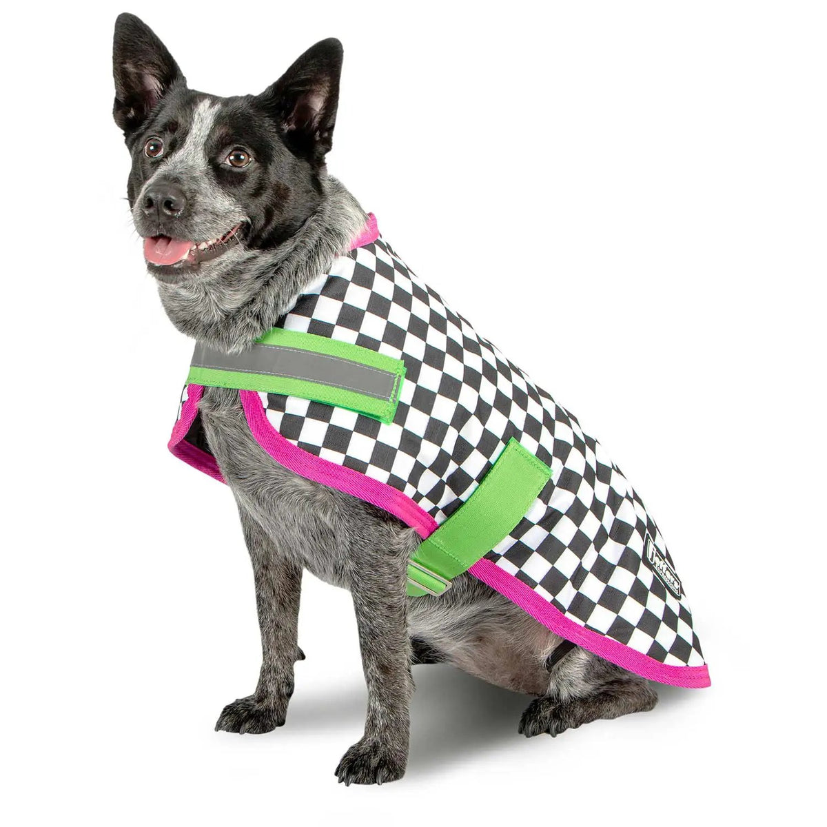 Jeffers Expression 600D waterproof ripstop dog coat; black-and-white checker pattern with neon green and pink trim