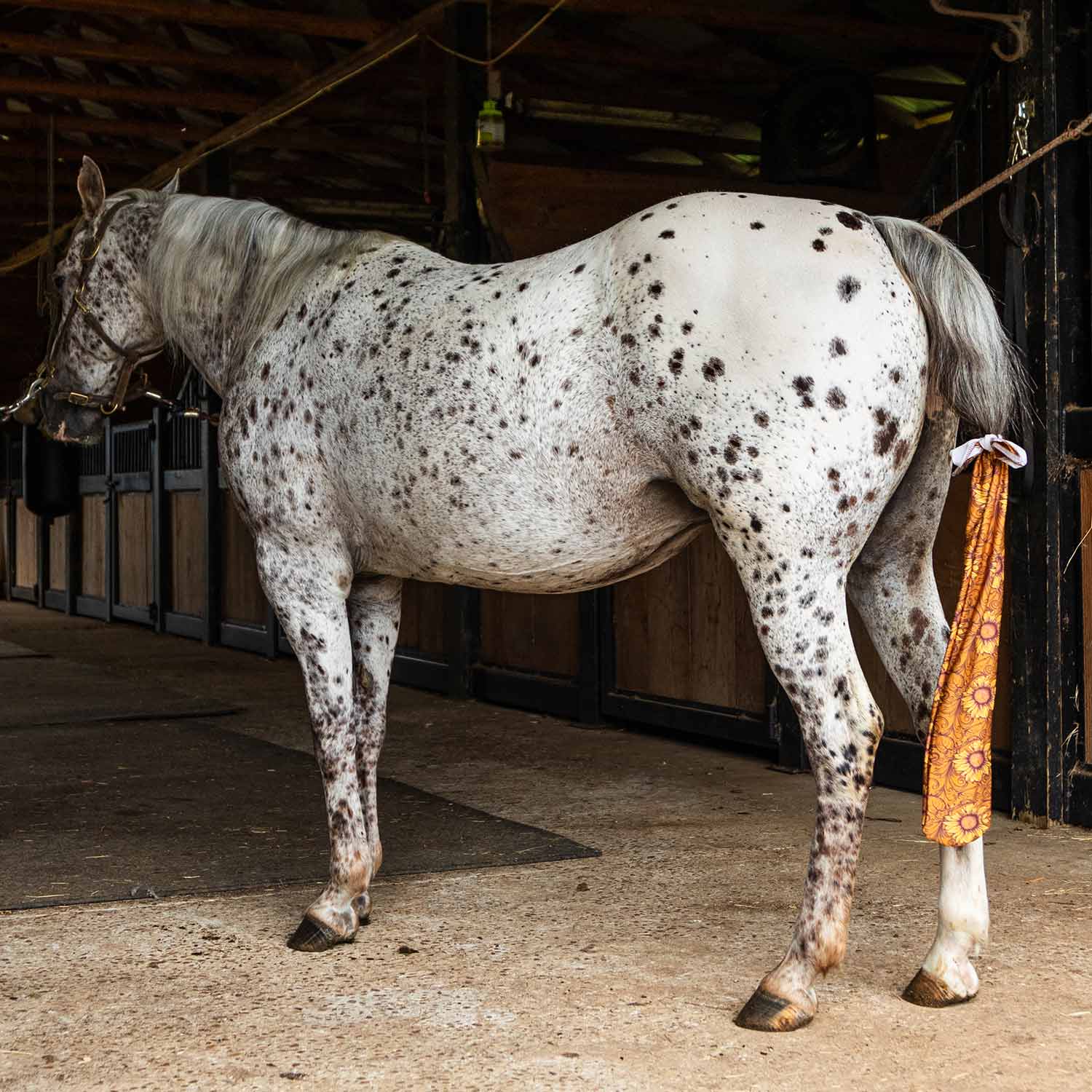 Jeffers Expression Lycra Horse Tail Bag, 24-inch long, on a spotted gray horse in a barn.