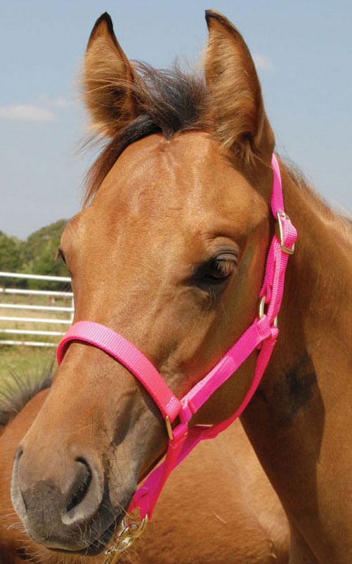 Jeffers Nylon Foal &amp; Pony Halter