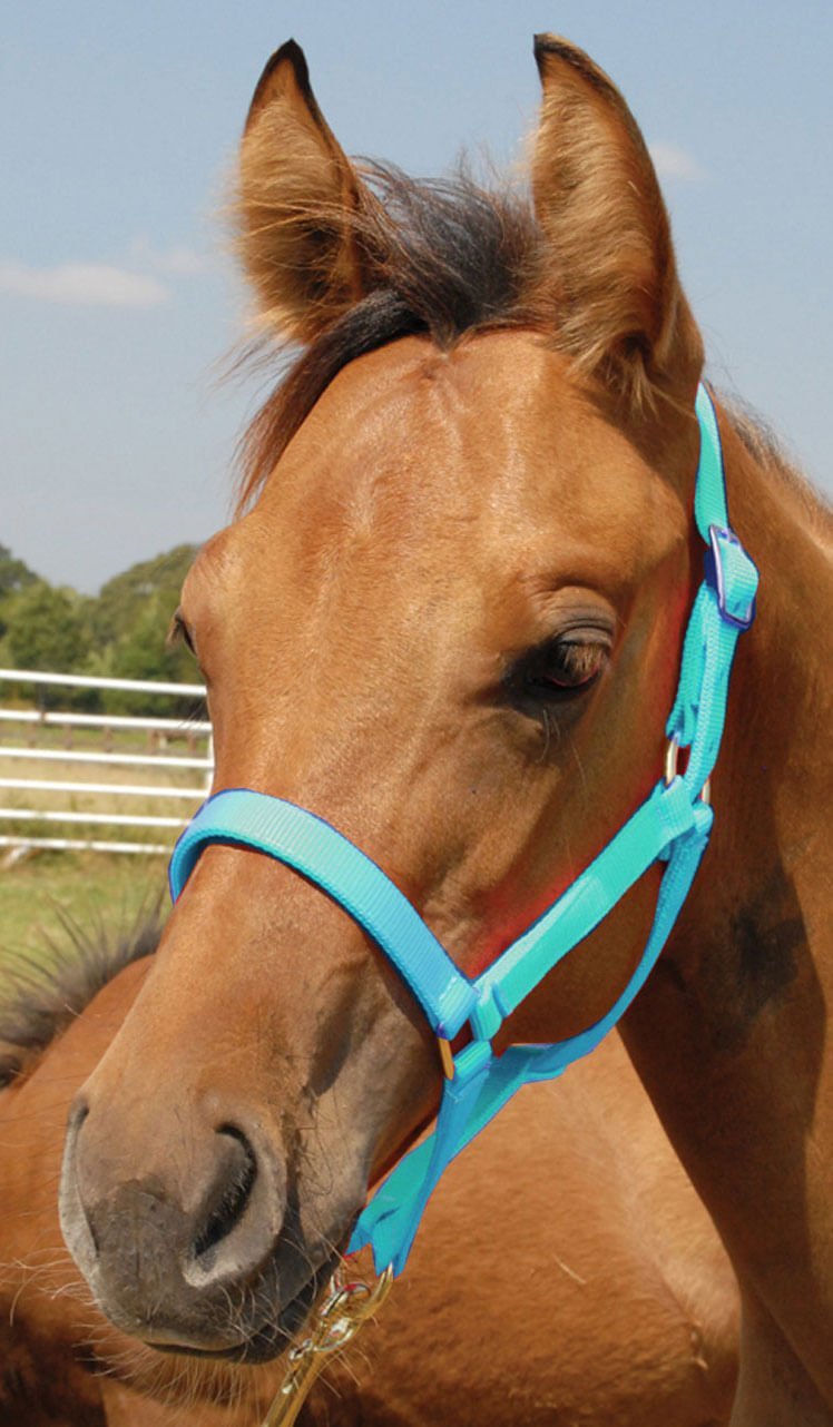 Jeffers Nylon Foal &amp; Pony Halter