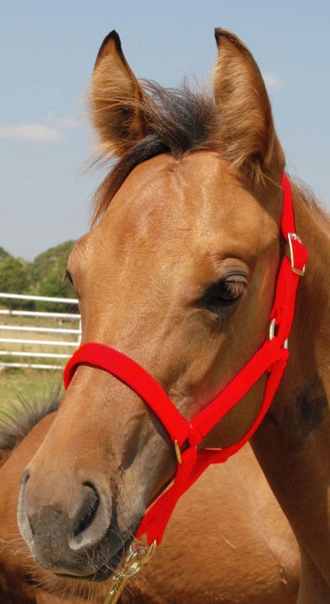 Jeffers Nylon Foal &amp; Pony Halter
