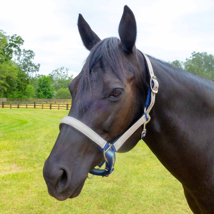 Jeffers Matching Horse Halter &amp; Lead Rope 2 Piece Set, Full Size