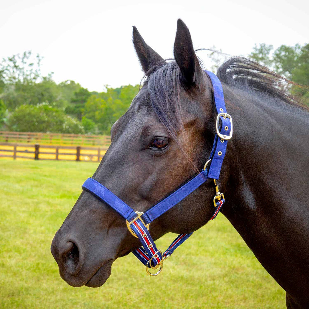 Jeffers Matching Horse Halter &amp; Lead Rope 2 Piece Set, Full Size