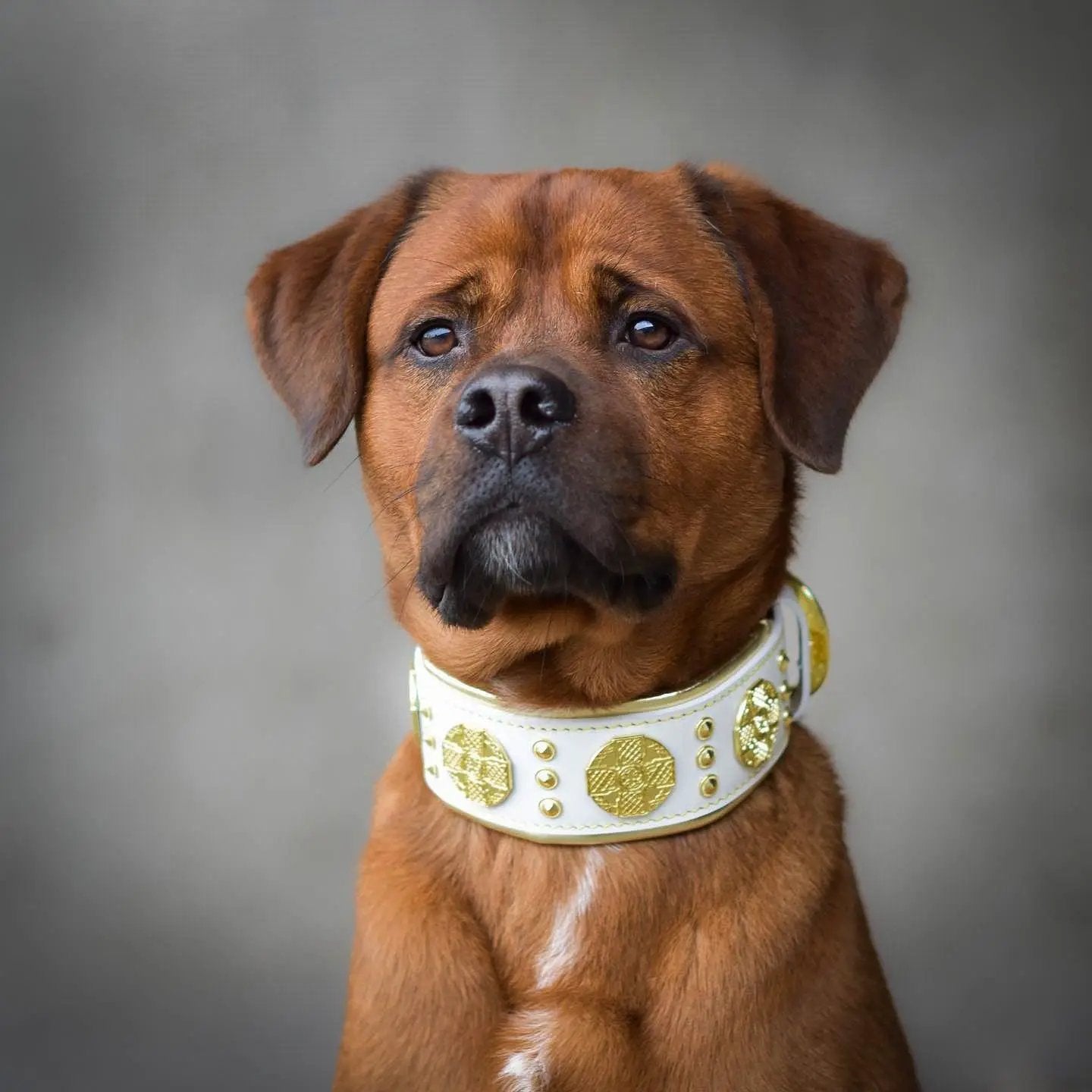 The "Maximus" collar 2.5 inch wide white & gold - Pet Collars & Harnesses from Bestia Dog Gear