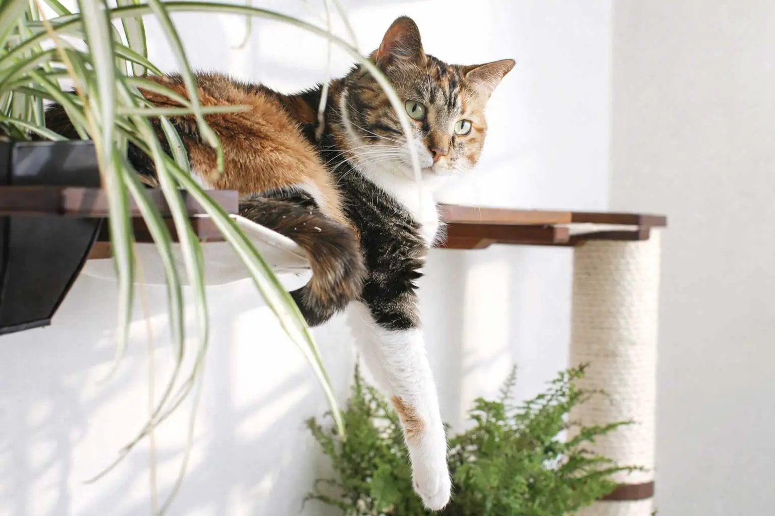 The Juggernaut indoor cat condo on the wall; brown wood shelves with a sisal post.
