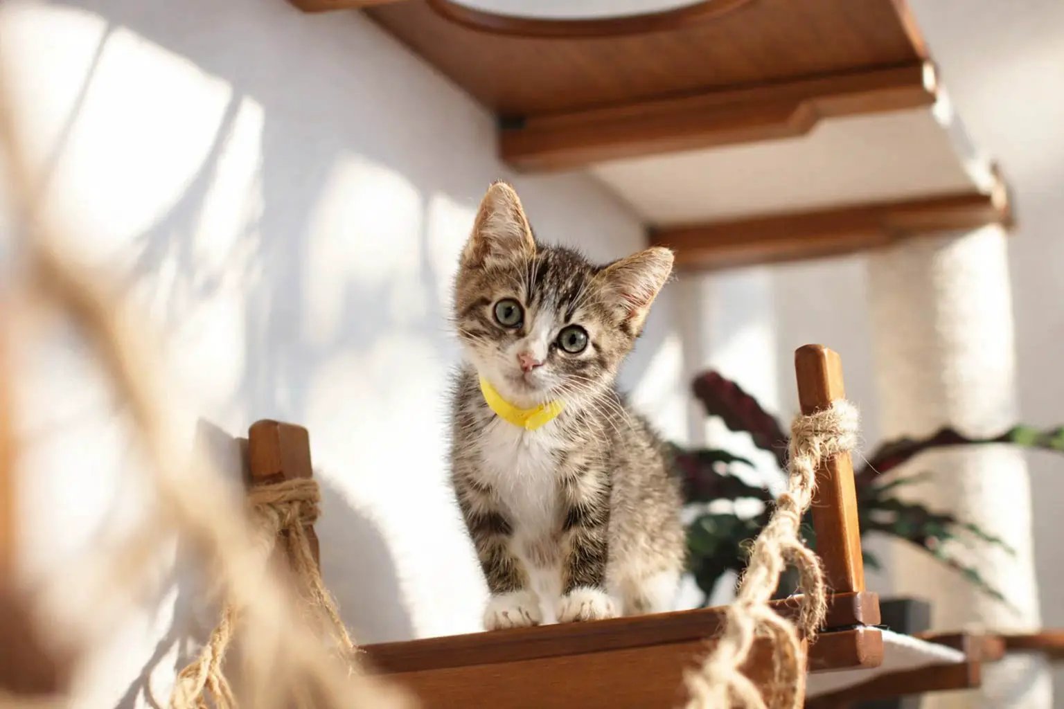 The Juggernaut indoor cat playground for wall by Catastrophic Creations; wooden cat condo with rope accents and a kitten.