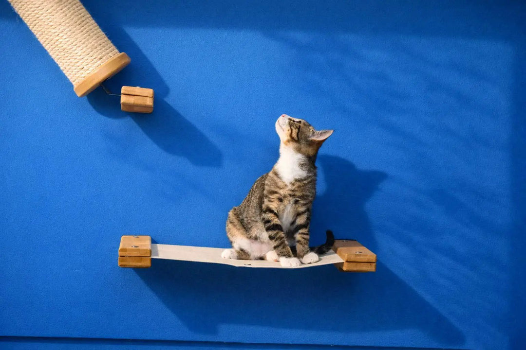 Hanging Cat Bed Hammock with wooden end caps and light canvas fabric, cat perched on it against a blue wall.