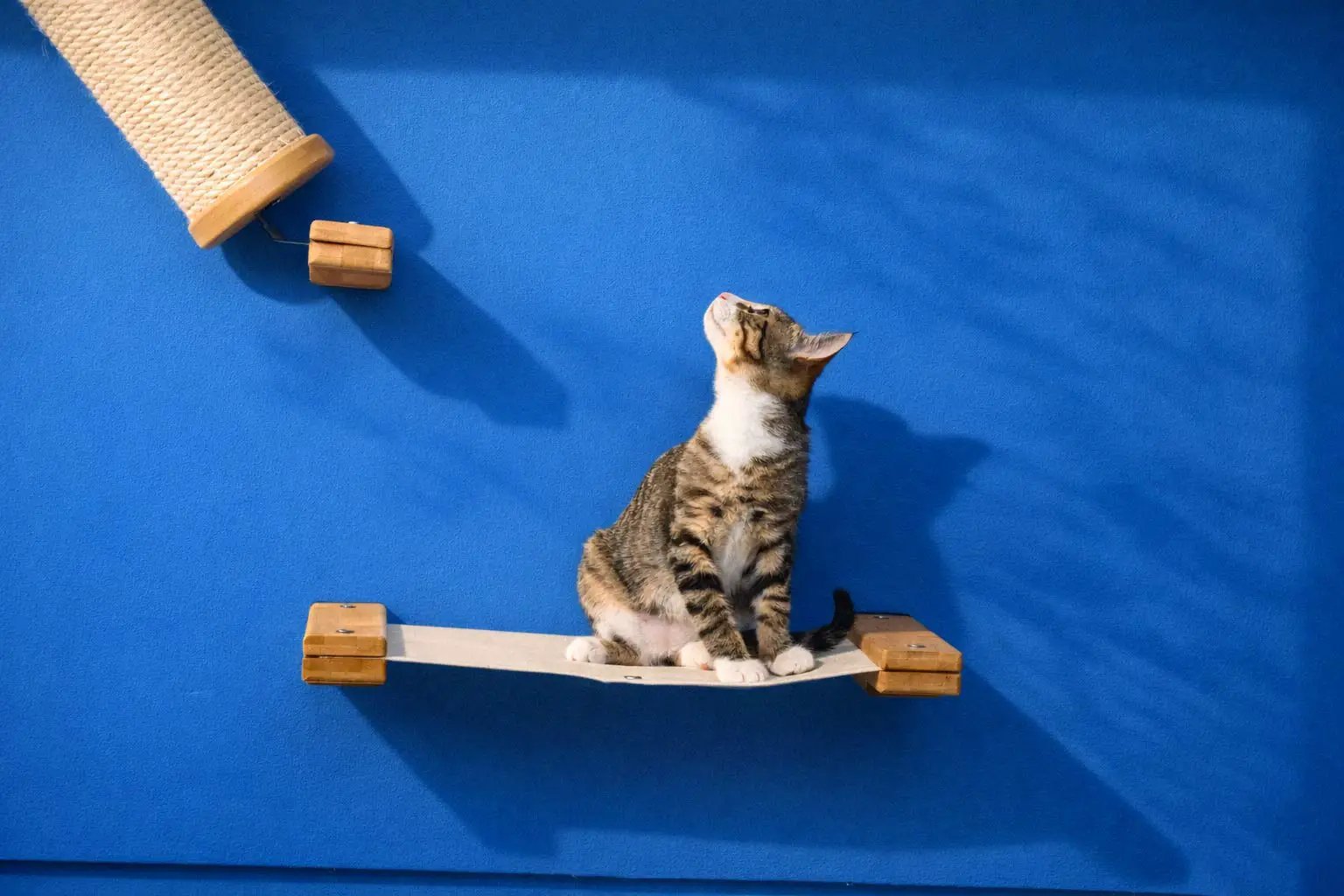 Hanging Cat Bed Hammock with wooden end caps and light canvas fabric, cat perched on it against a blue wall.