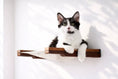 Load image into Gallery viewer, Hanging Cat Bed Hammock with wooden frame and white fabric, cat lounging.
