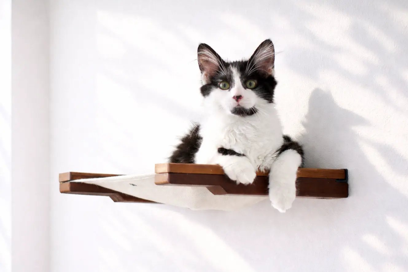 Hanging Cat Bed Hammock with wooden frame and white fabric, cat lounging.