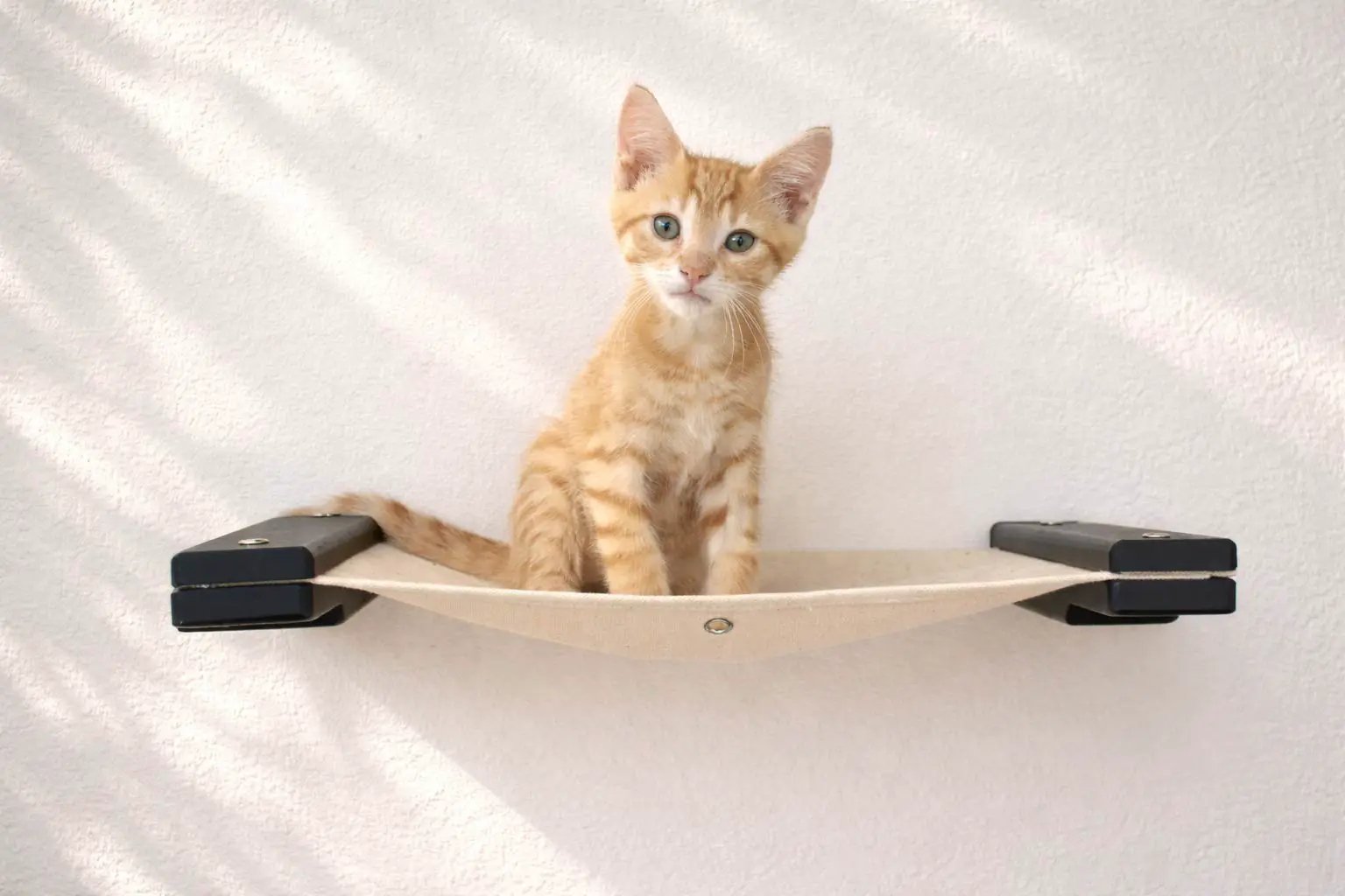 Hanging Cat Bed Hammock in beige fabric with black mounting brackets, cat sitting inside.
