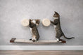 Load image into Gallery viewer, Hanging Cat Bed Hammock by Catastrophic Creations; natural rope circles, beige base, two kittens
