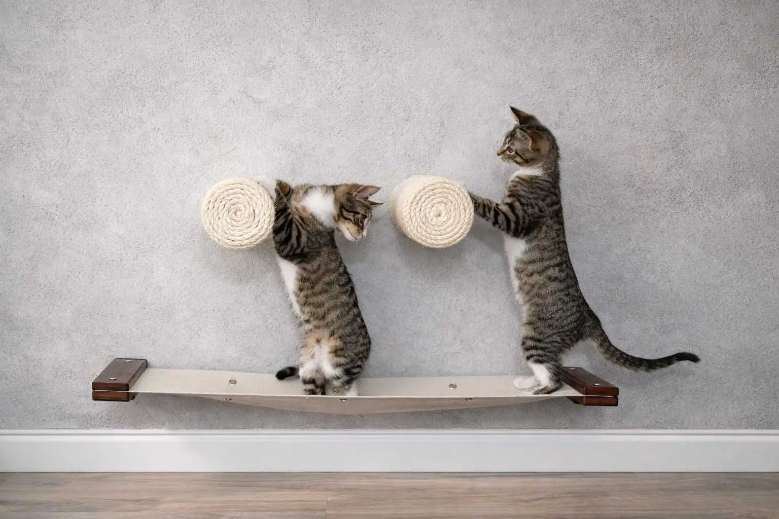 Floating Cat Step for Wall cat scratcher with beige rope posts, two cats on it
