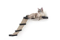 Load image into Gallery viewer, The Lift Cat Hammock Bed by Catastrophic Creations, beige hammock on a wooden ramp with black clamps, cat lounging.
