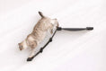 Load image into Gallery viewer, The Lift Cat Hammock Bed wall-mounted cat hammock with black fabric sling and brackets.

