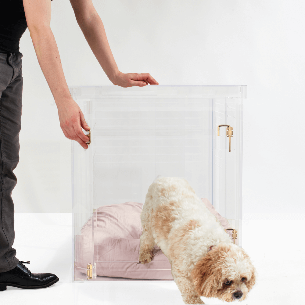 Hiddin Clear Acrylic Dog Crate – Medium, Gold Latch