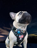 Bild in Galerie-Betrachter laden, SF1 Dog Clip On Safety Light High Visibility Waterproof Collar by kiloninerpets
