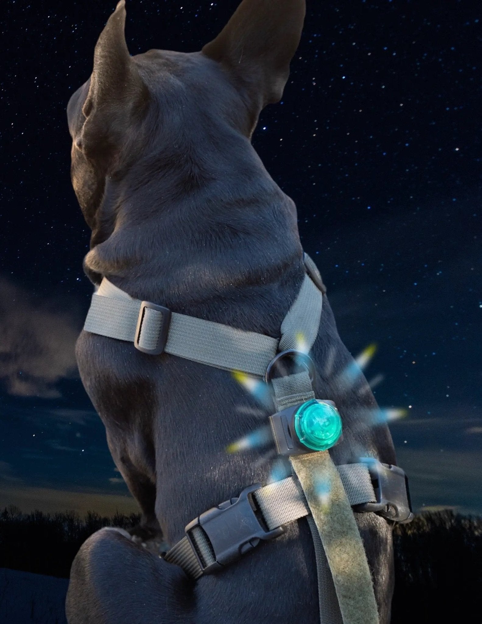 SF1 Dog Clip On Safety Light High Visibility Waterproof Collar by kiloninerpets