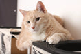 Load image into Gallery viewer, Super Mario Cat Tree cat condo by Catastrophic Creations; orange tabby cat resting on black platform.

