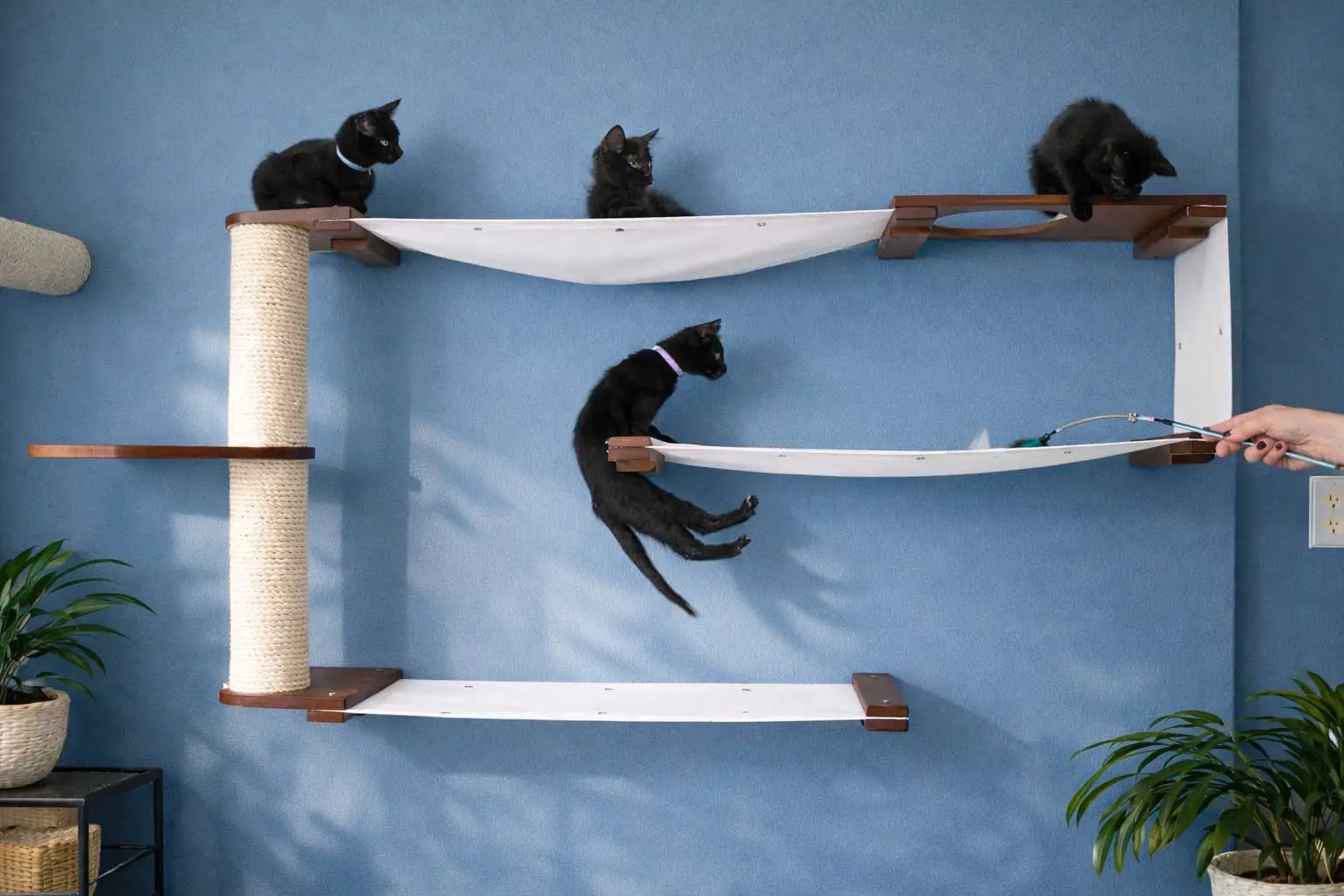 Cat Maze Wall 3-Tier Cat Tree by Catastrophic Creations, white fabric hammocks, blue wall, 4 black cats.