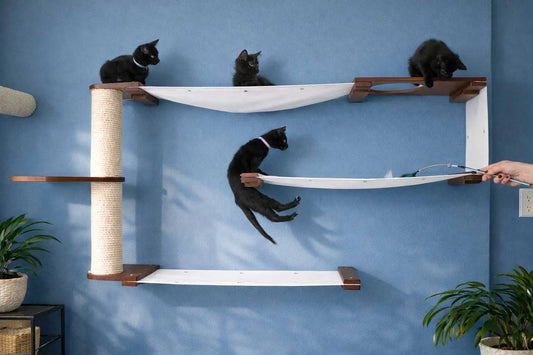 Cat Maze Wall 3-Tier Cat Tree by Catastrophic Creations, white fabric hammocks, blue wall, 4 black cats.