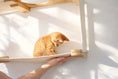 Load image into Gallery viewer, Cat Maze Wall 3-Tier Cat Tree cat condo in natural wood with an orange kitten perched on the shelf.
