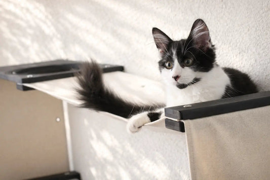 Cat Maze Wall cat condo on beige fabric shelves with black trim; black and white cat lounging.