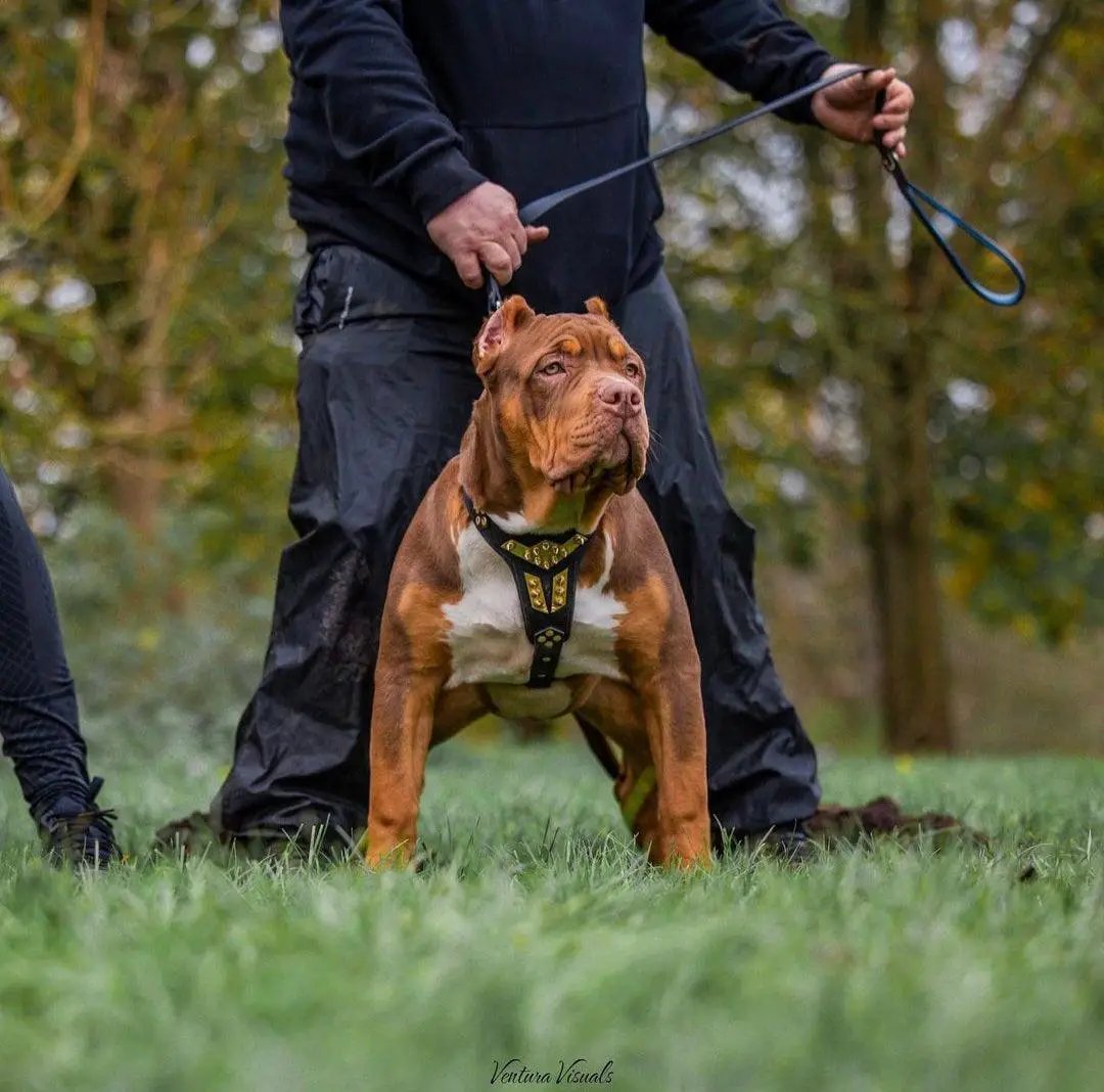 'Midas'' leather dog harness gold medium size - Pet Collars & Harnesses from Bestia Dog Gear