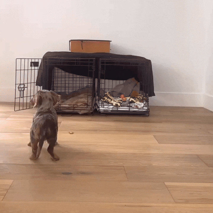 Hiddin Clear Acrylic Dog Crate – Medium, Gold Latch