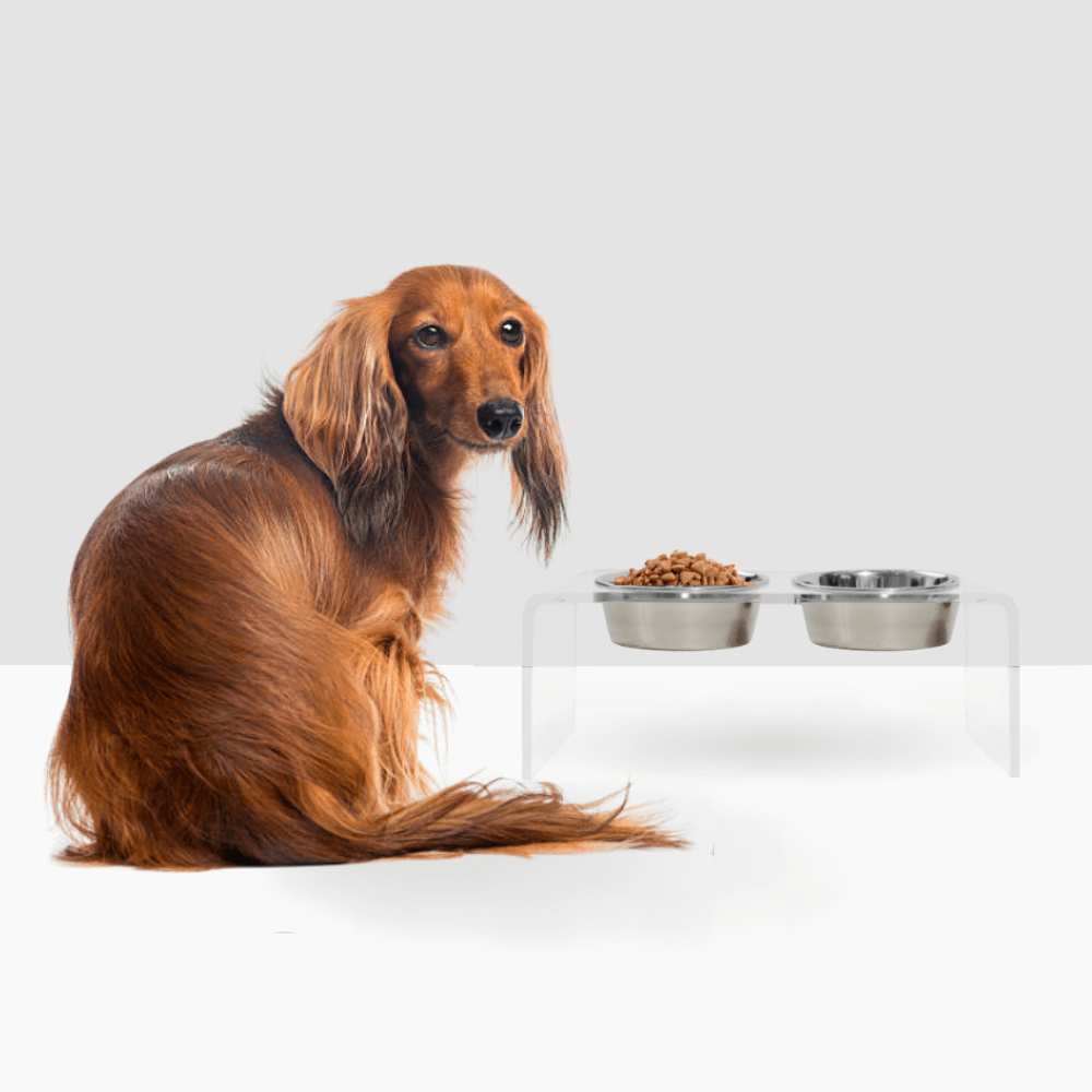 Hiddin Clear Acrylic Double Feeder with Silver Bowls – 7 in High