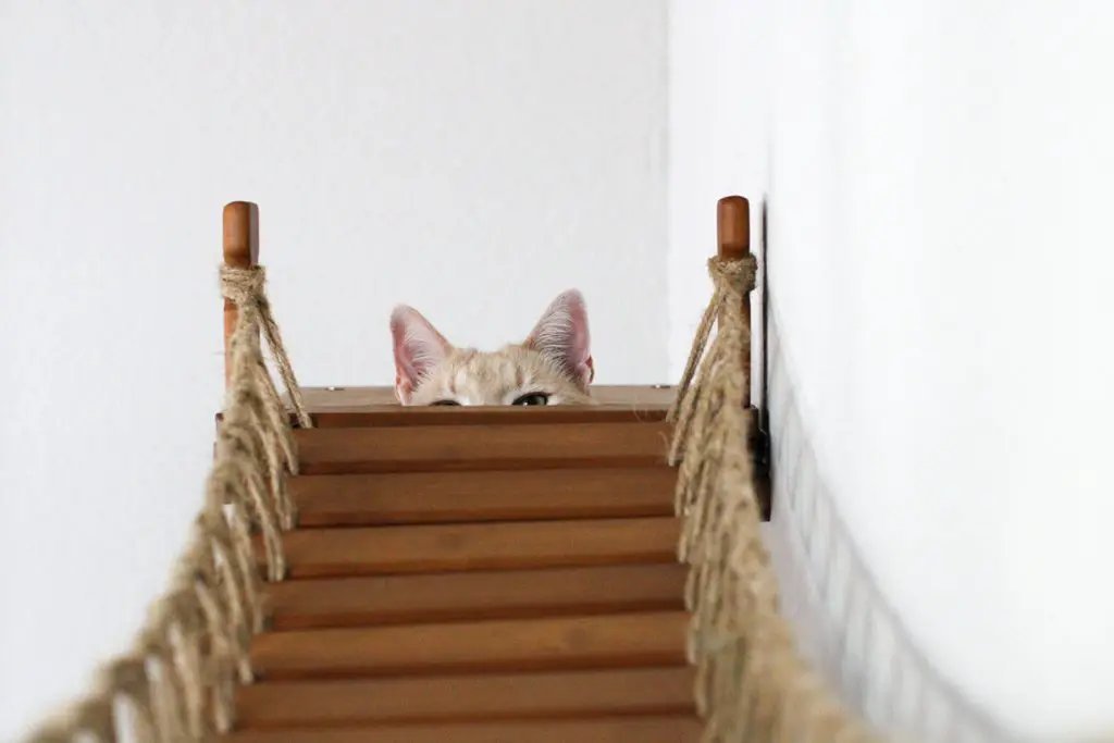 The Expedition cat condo by Catastrophic Creations on a wooden rope-railed wall system; cat peeking over steps.
