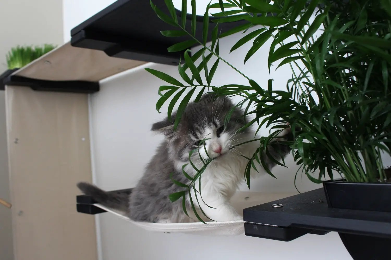 Cat condo The Gardens by Catastrophic Creations; gray-white kitten in a hanging fabric shelf amid greenery.