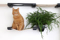 Bild in Galerie-Betrachter laden, The Gardens Modern Cat Tree with Plants cat condo by Catastrophic Creations, orange cat on a white shelf beside a fern.
