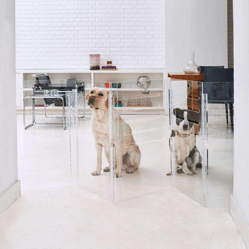 Hiddin Clear Acrylic Dog Crate – Large, Silver Latch