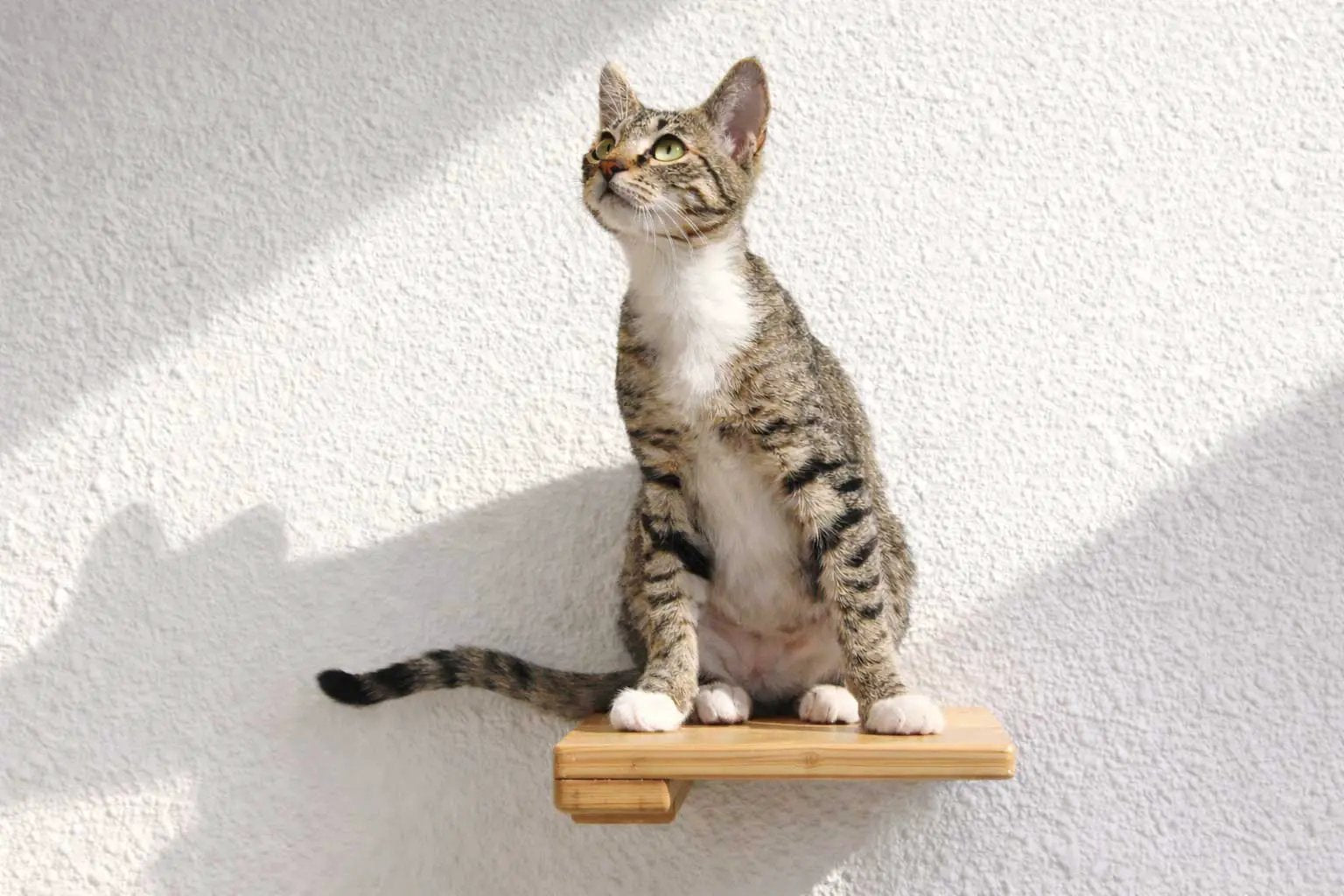 Cat climbing shelf on a white wall; natural wooden platform with a cat perched.