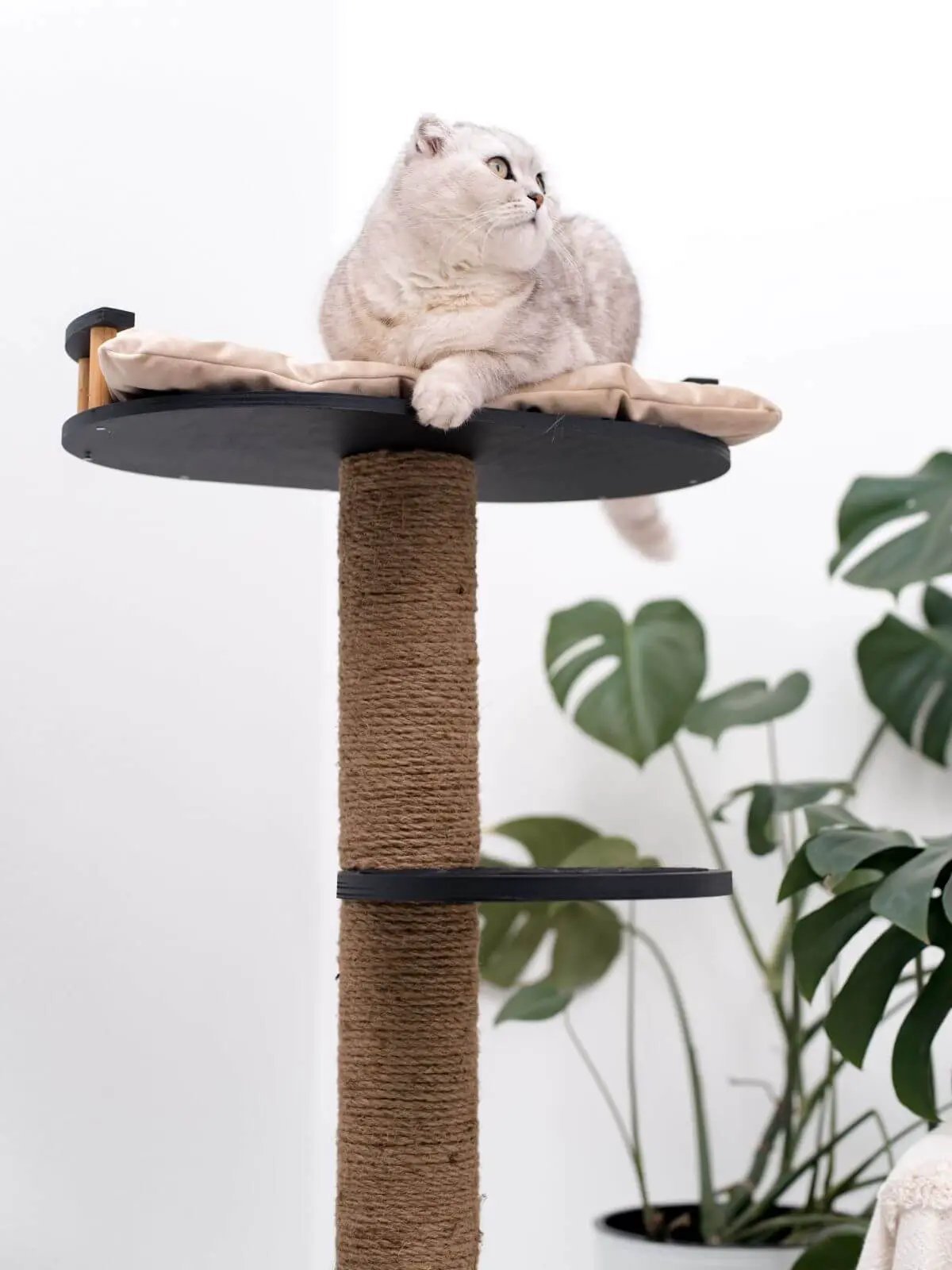 WoodCraft Wooden Cat Tree With Natural Plywood And Durable Twine Wrapping For Indoor Pets by Enjoy The Wood