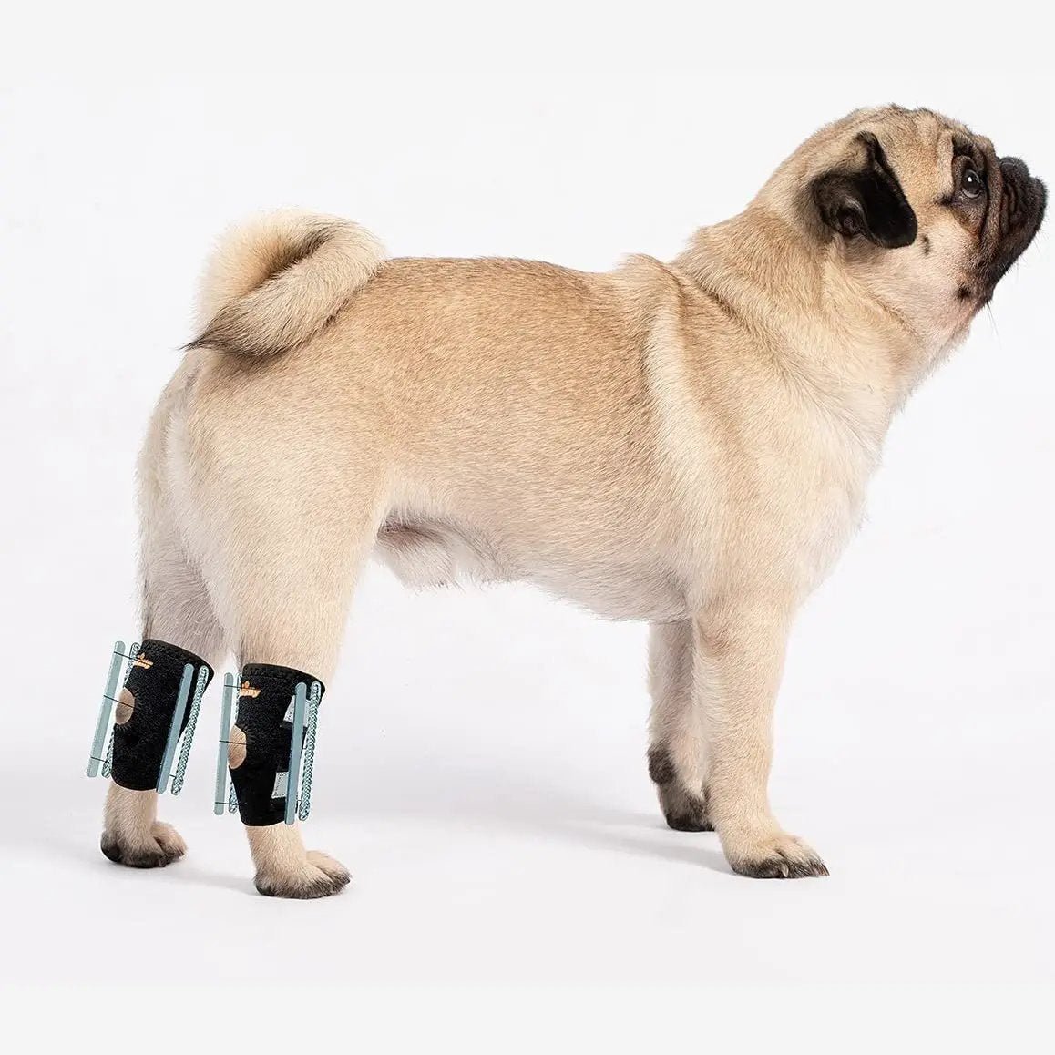 Neoallypets 3-in-1 rear leg hock brace set for small dogs; black straps with teal inserts, pair