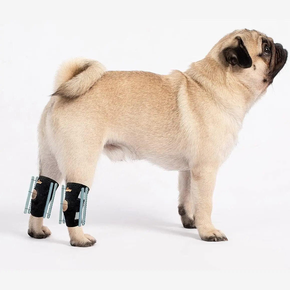 Neoallypets 3-in-1 rear leg hock brace set for small dogs; black straps with teal inserts, pair